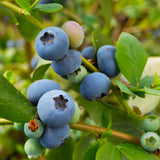 Sunshine Blue Blueberry Bush Vaccinium x 'Sunshine Blue' #5