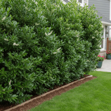 Skip Laurel evergreen hedge with dense green foliage used for privacy screening

