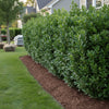 Skip Laurel evergreen hedge with dense green foliage used for privacy screening

