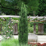 Sky Pencil Holly – Columnar Evergreen (Ilex crenata ‘Sky Pencil’) 3Gal