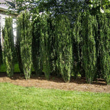 Sky Pencil Holly – Columnar Evergreen (Ilex crenata ‘Sky Pencil’) 3Gal