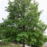 Swamp White Oak tree 2.5 to 3 inch caliper balled and burlapped ready for planting

