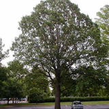 Swamp White Oak tree 2.5 to 3 inch caliper balled and burlapped ready for planting

