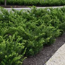 Densiformis Yew (Taxus x media 'Densiformis')