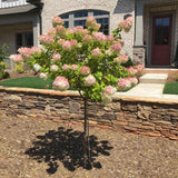 Vanilla Strawberry hydrangea tree with deep red fall blooms in landscape