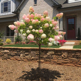 Vanilla Strawberry hydrangea tree with deep red fall blooms in landscape