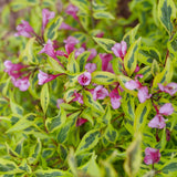 Variegated weigela shrub with pink flowers and green leaves with white edges