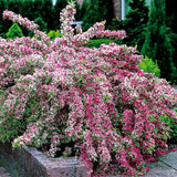 Weigela variegata foliage and blooms in landscaped garden bed