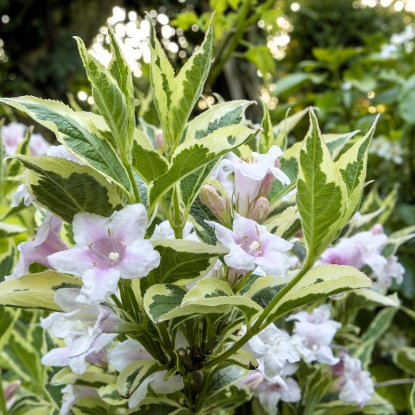 willie's VSDP ピンクゴールドPGP Variegated Weigela | Flowering Shrub with Pink Blooms | Fanelli