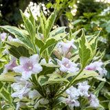 Variegated weigela shrub with pink flowers and green leaves with white edges