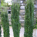 Sky Pencil Holly – Columnar Evergreen (Ilex crenata ‘Sky Pencil’) 3Gal