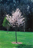 Autumnalis Cherry Tree – Flowering Cherry Tree (Prunus × subhirtella ‘Autumnalis’) 15Gal