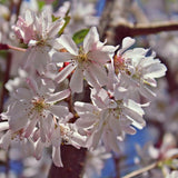  Close up of Autumnalis Cherry tree pale pink blossoms