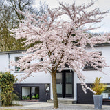 Autumnalis Cherry tree used in residential landscape with seasonal blooms