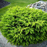 Birds Nest Spruce 3 gallon compact evergreen shrub in nursery container