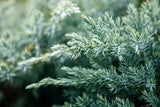Blue Pacific Juniper blue green foliage close up