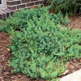 Blue Pacific Juniper low growing evergreen groundcover