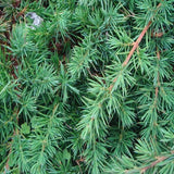 Blue Pacific Juniper spreading evergreen in landscape