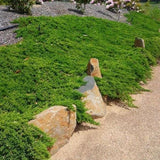Blue Pacific Juniper used for slope erosion control