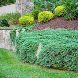 Blue Rug Juniper cascading over a retaining wall in a landscape bed