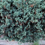 Close-up of Blue Rug Juniper silver-blue evergreen foliage