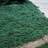 Blue Rug Juniper silver-blue evergreen groundcover covering a large planting area