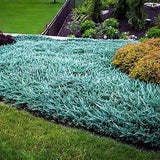 Blue Rug Juniper used as dense low evergreen mass planting