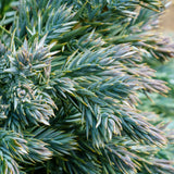 Blue Star Juniper compact blue evergreen shrub