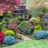 Blue Star Juniper used in landscape planting