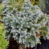 Blue Star Juniper evergreen shrub winter color