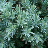 Blue Star Juniper blue needle foliage close up
