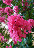 Close-up of crape myrtle flowers showing pink red white and lavender blooms