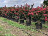 Crape Myrtle standard trees 15 and 30 gallon in multiple bloom colors nursery stock