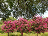 Crape myrtle trees used in landscape as flowering focal trees