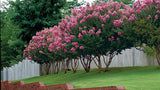 Crape myrtle trees used in landscape as flowering focal trees