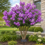 Crape Myrtle Standard Trees – 15 & 30 Gallon – Multiple Colors Available