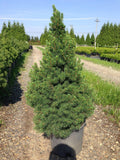 Dwarf Alberta Spruce 3 gallon 15-18 inch evergreen cone shaped shrub in nursery container