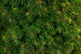 Close-up of Dwarf Alberta Spruce foliage showing dense bright green needles
