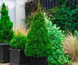 Dwarf Alberta Spruce used in landscape as symmetrical entryway planting