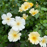 Easy Bee-Zy™ Knock Out® Rose Tree – 5 Gallon – 3/4 Standard