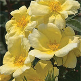Easy Bee-Zy™ Knock Out® Rose Tree – 5 Gallon – 3/4 Standard