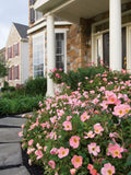 Easy Bee-Zy™ Knock Out® Rose Tree – 5 Gallon – 3/4 Standard