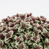 Ajuga ‘Burgundy Glow’ available at Fanelli Landscape Supply Staten Island