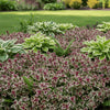 Ajuga ‘Burgundy Glow’ available at Fanelli Landscape Supply Staten Island