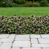Ajuga ‘Burgundy Glow’ available at Fanelli Landscape Supply Staten Island