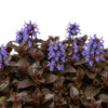  Ajuga ‘Chocolate Chip’ available at Fanelli Landscape Supply Staten Island 
