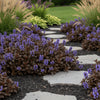  Ajuga ‘Chocolate Chip’ available at Fanelli Landscape Supply Staten Island 