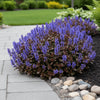  Ajuga ‘Chocolate Chip’ available at Fanelli Landscape Supply Staten Island