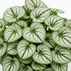 Brunnera ‘Jack Frost’ available at Fanelli Landscape Supply Staten Island 