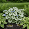  Brunnera ‘Jack Frost’ available at Fanelli Landscape Supply Staten Island 